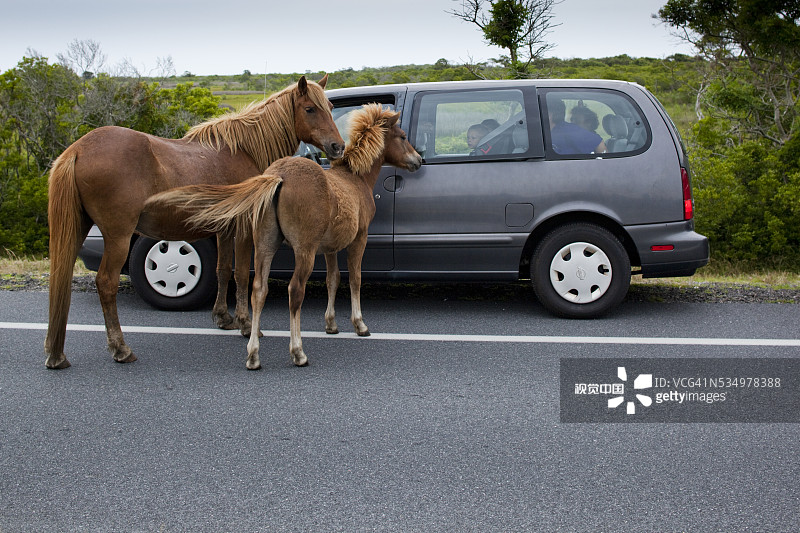看向游客汽车的野马图片素材