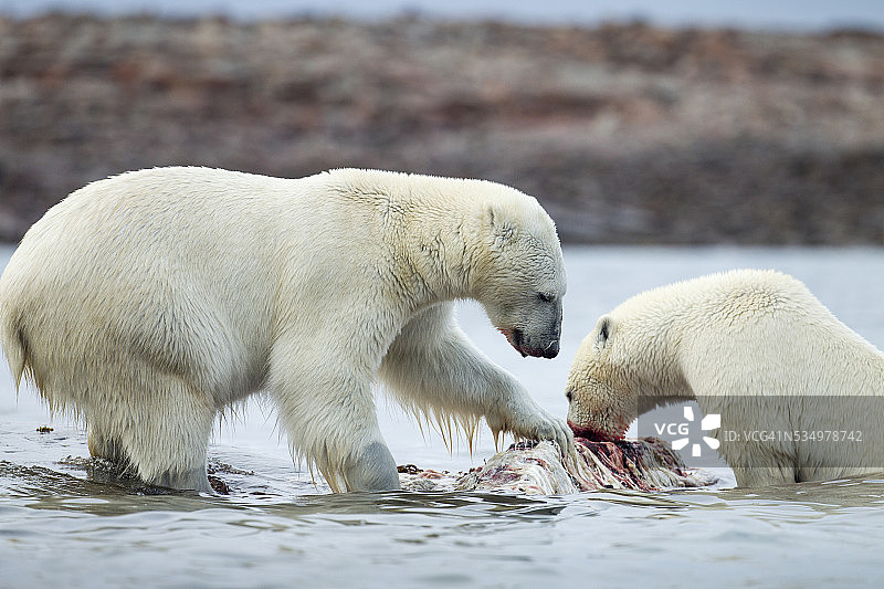 加拿大努纳武特哈德逊湾海港岛屿上觅食的北极熊图片素材