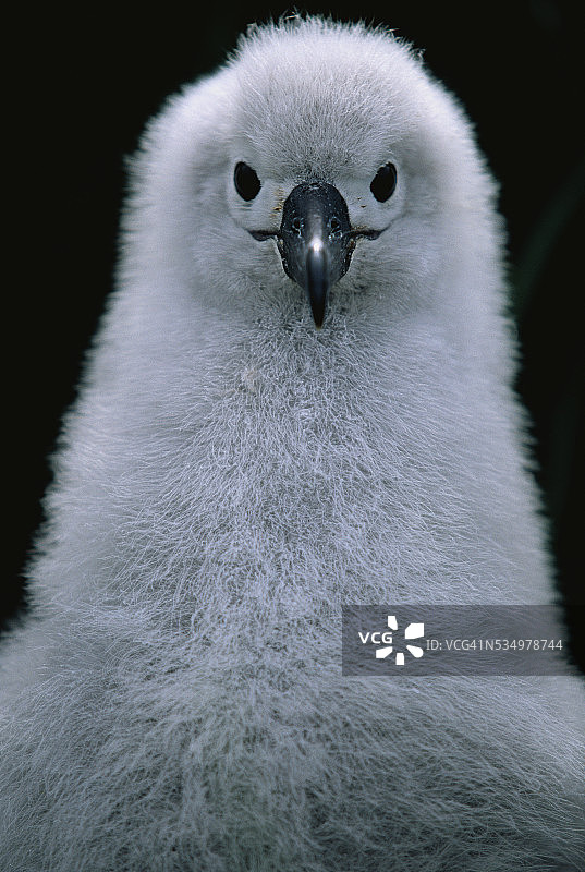 灰头信天翁幼鸟图片素材