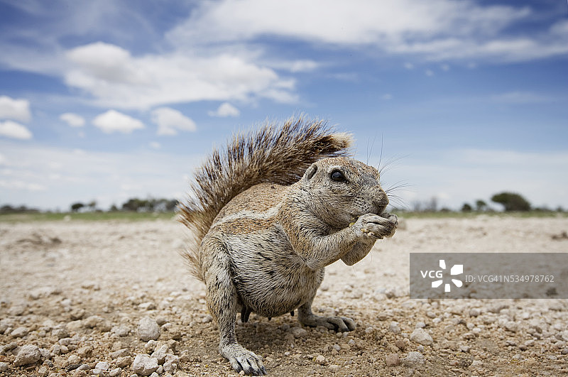 埃托沙国家公园的开普敦地松鼠图片素材