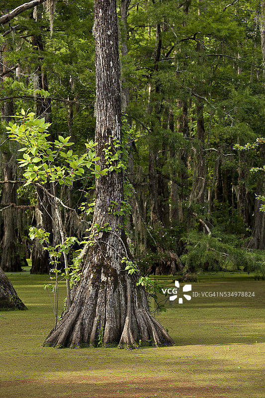 北卡罗来纳州梅尔尚茨米尔庞德州立公园图片素材