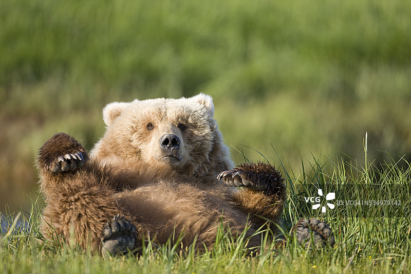 灰熊在哈洛湾草甸上休息图片素材