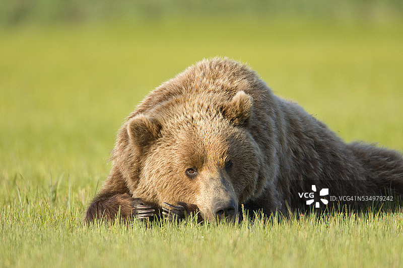 灰熊在哈洛湾的草地上休息图片素材
