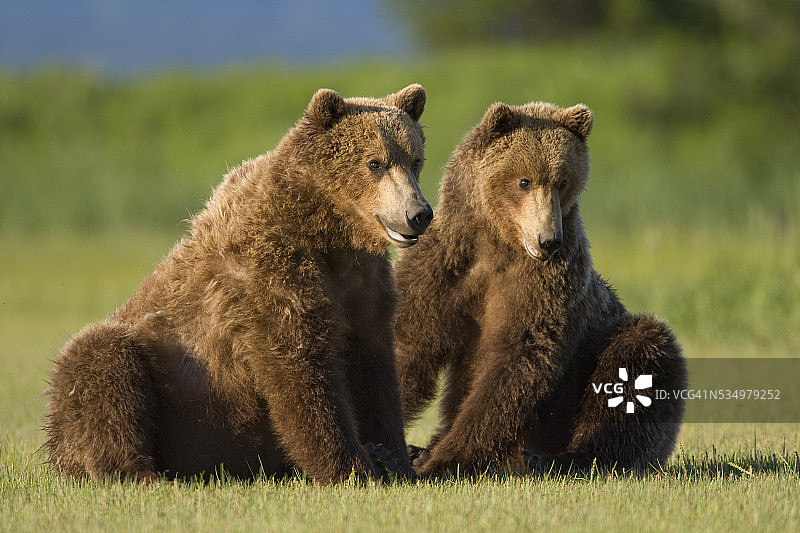 在哈洛湾草地上休息的两只棕熊图片素材