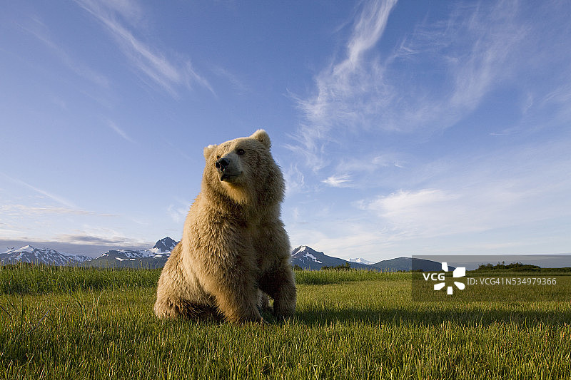 卡特迈国家公园哈洛湾草甸上的棕熊图片素材
