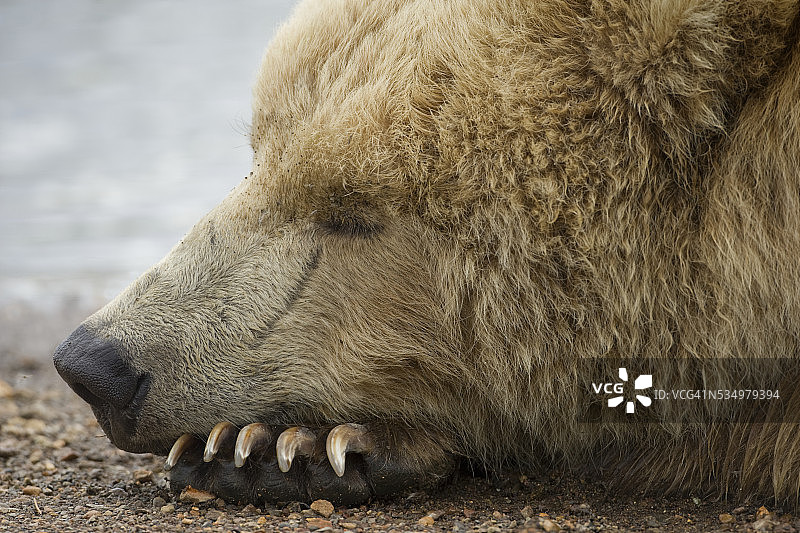 在哈罗湾睡觉的棕熊图片素材