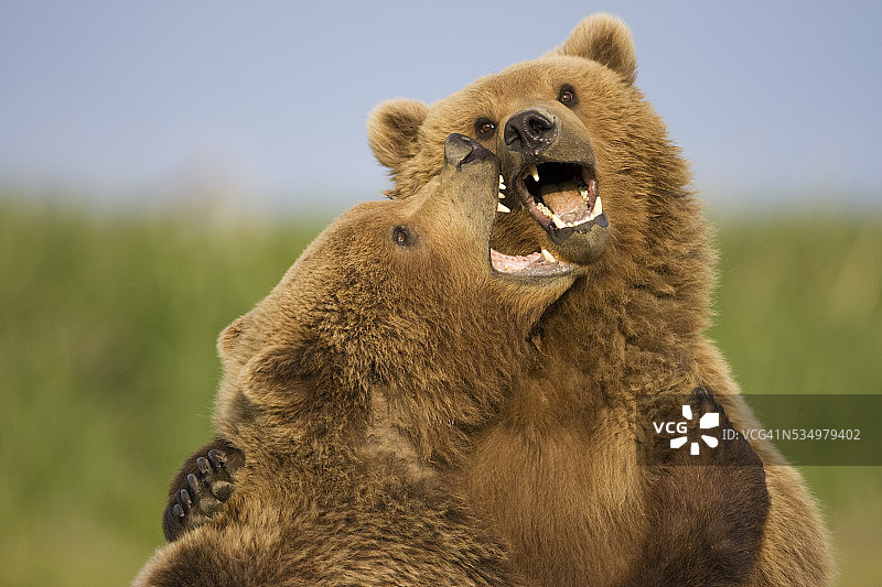 卡特迈国家公园哈洛湾搏斗中的灰熊图片素材