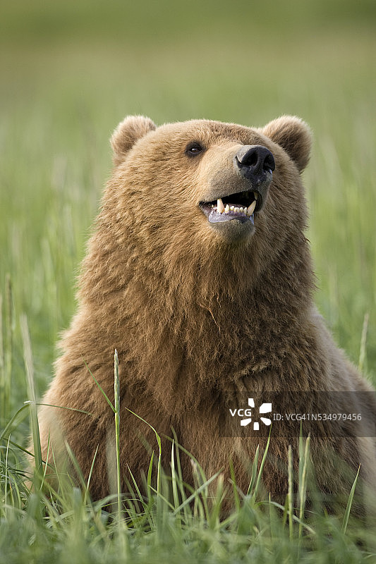 灰熊在哈洛湾的草地上休息图片素材