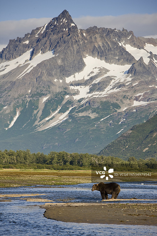 灰熊在库卡克湾的溪流中捕猎图片素材