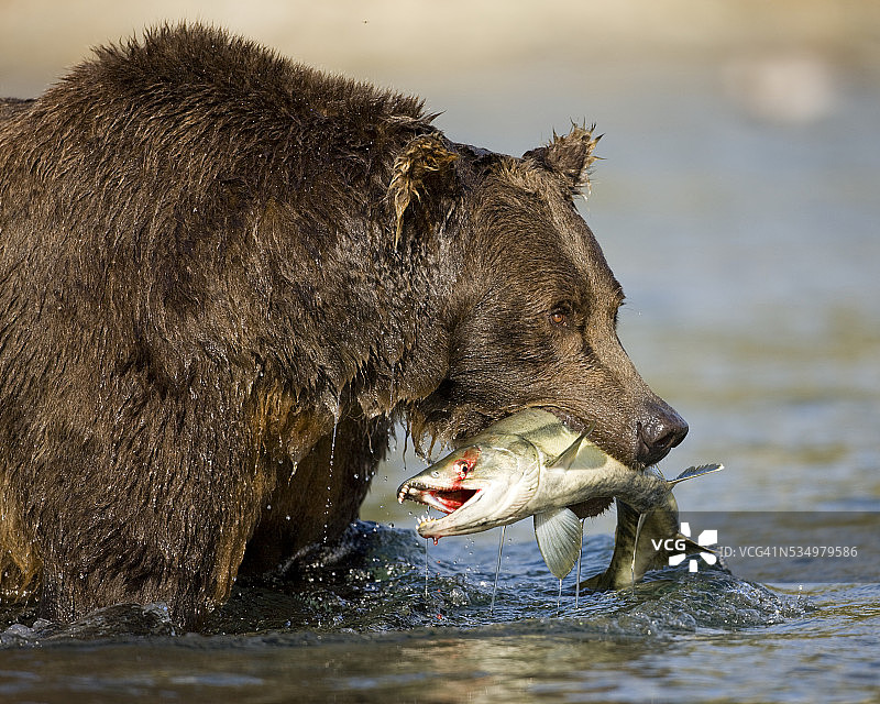 棕熊在基纳克湾的河里抓鲑鱼图片素材
