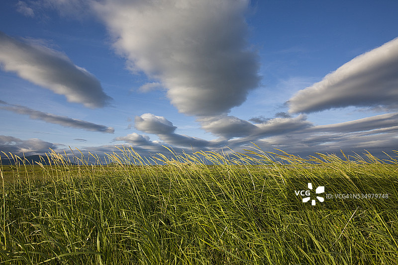 卡特迈国家公园哈洛湾的沿海草甸图片素材