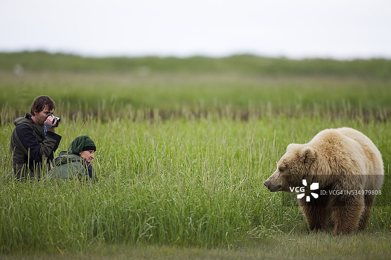 游客在哈罗湾的草地上拍摄灰熊图片素材
