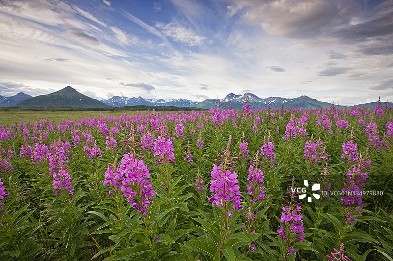 卡特迈国家公园哈洛湾草甸上的柳兰图片素材