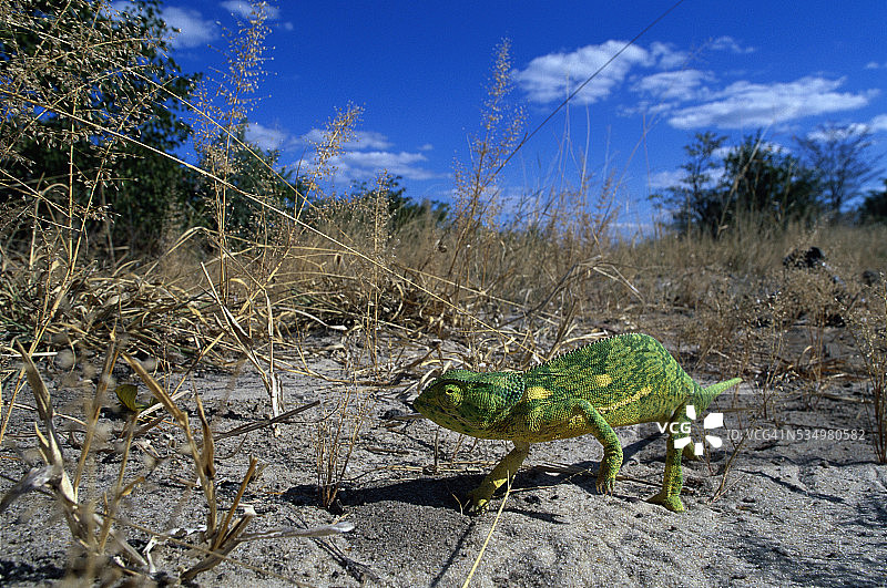 瓣颈变色龙图片素材
