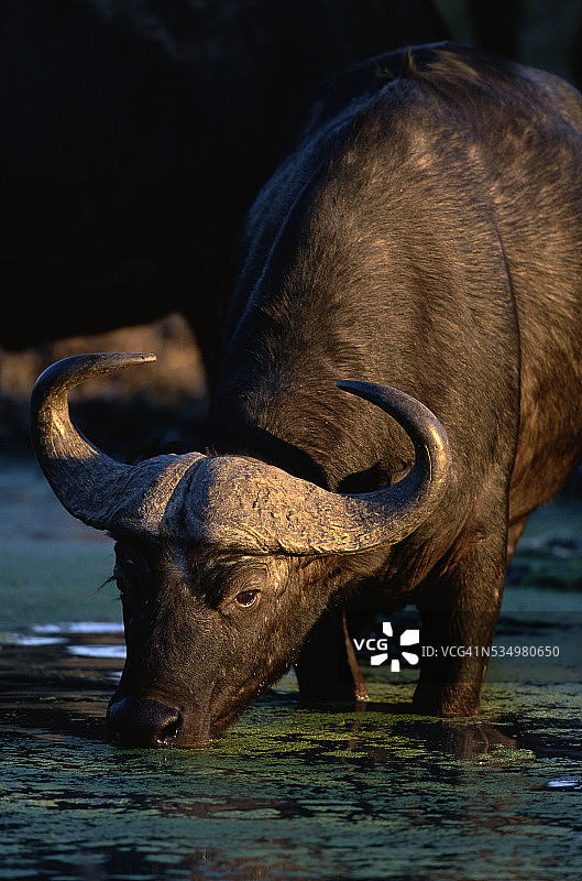 饮水的好望角水牛图片素材