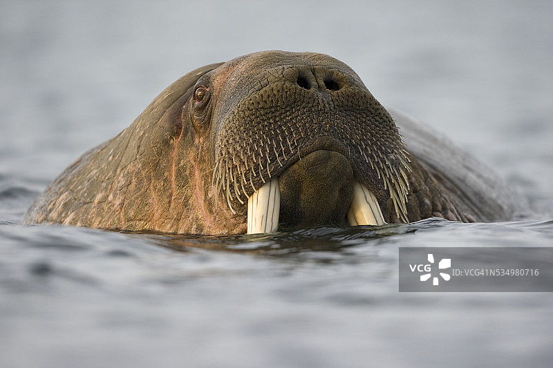 夏季傍晚在比约恩布克塔湾游泳的海象图片素材