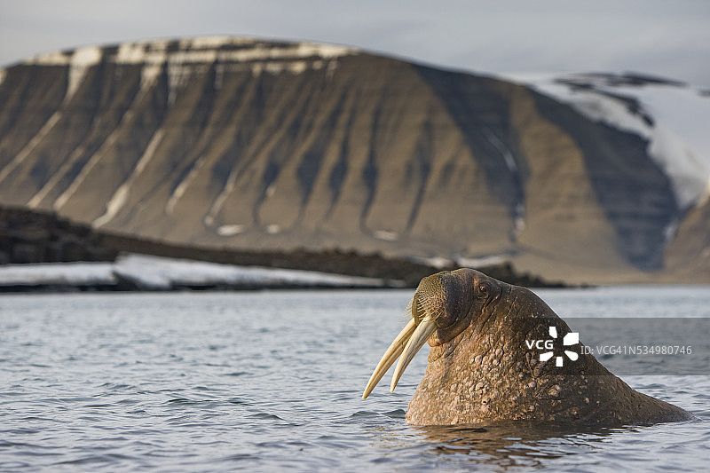 夏日傍晚比约恩布克塔湾浅水区中的海象图片素材