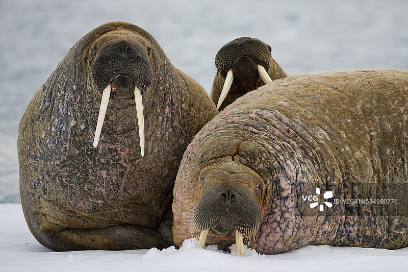 哈贝尼赫特湾冰山上的海象图片素材