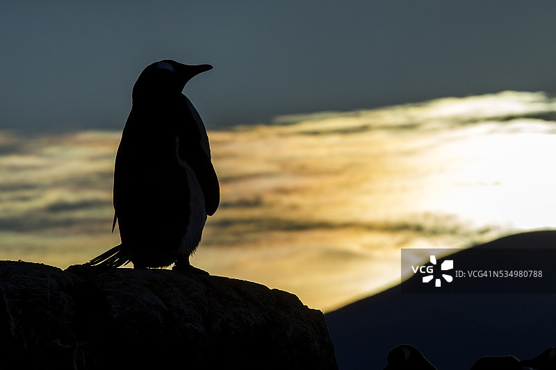 维恩克岛上的巴布亚企鹅，南极洲图片素材