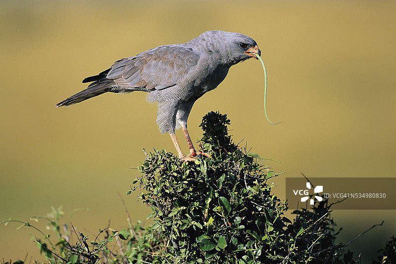 吞食蜥蜴的淡色鸣鹰图片素材