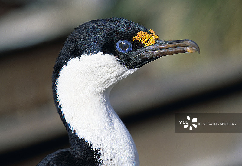 帝王绒图片素材