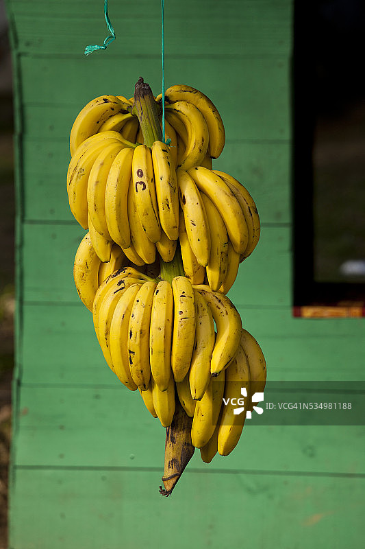 多米尼加共和国水果摊上的香蕉图片素材