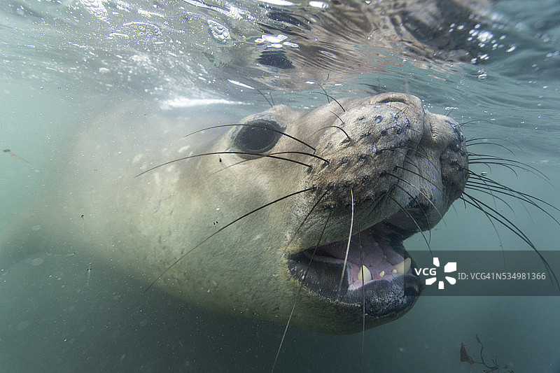 在南极洲利文斯顿岛上的象海豹图片素材