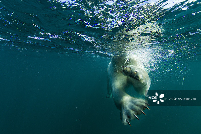 加拿大努纳武特地区哈德逊湾水下北极熊图片素材