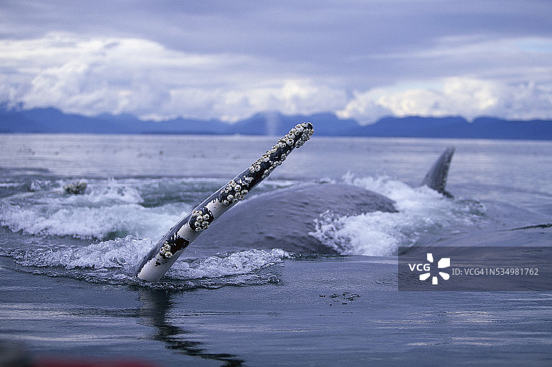 在弗雷德里克湾中抬起胸鳍的座头鲸图片素材