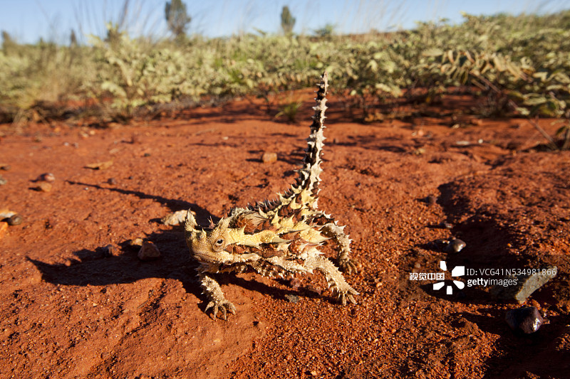 澳大利亚乌鲁鲁卡塔丘塔国家公园的魔蜥图片素材
