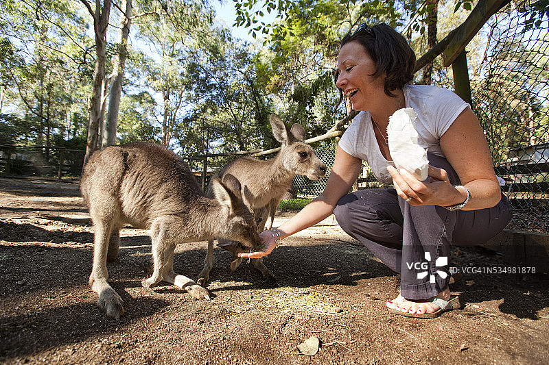 女子在澳大利亚悉尼喂袋鼠图片素材