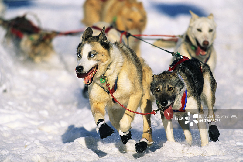 雪橇犬在雪中赛跑图片素材
