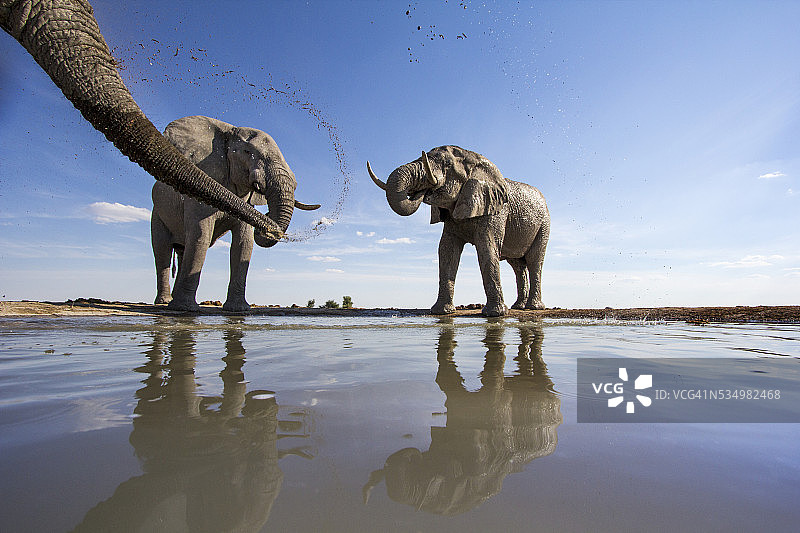 博茨瓦纳水坑边的大象图片素材