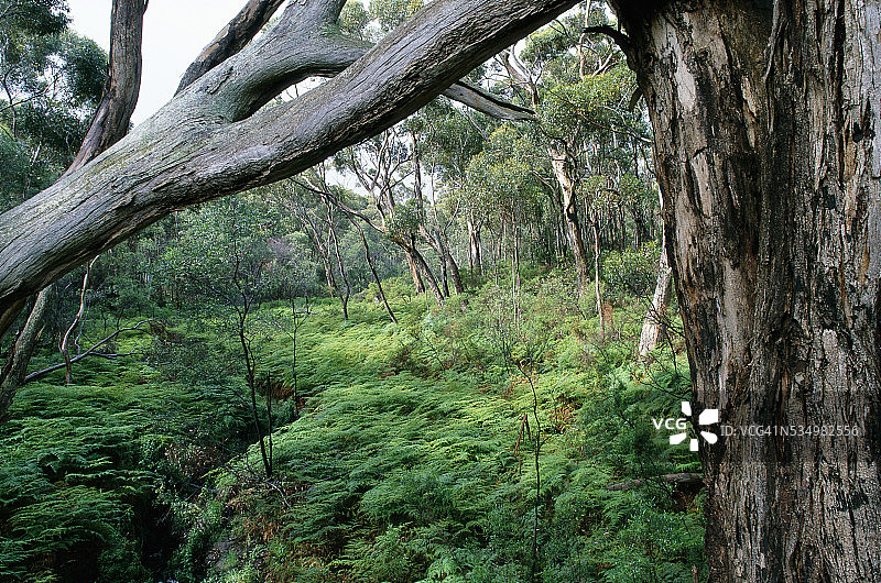 雨后的桉树林图片素材