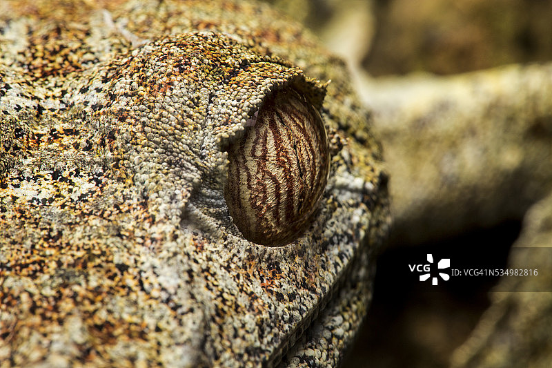 叶尾壁虎，马达加斯加图片素材