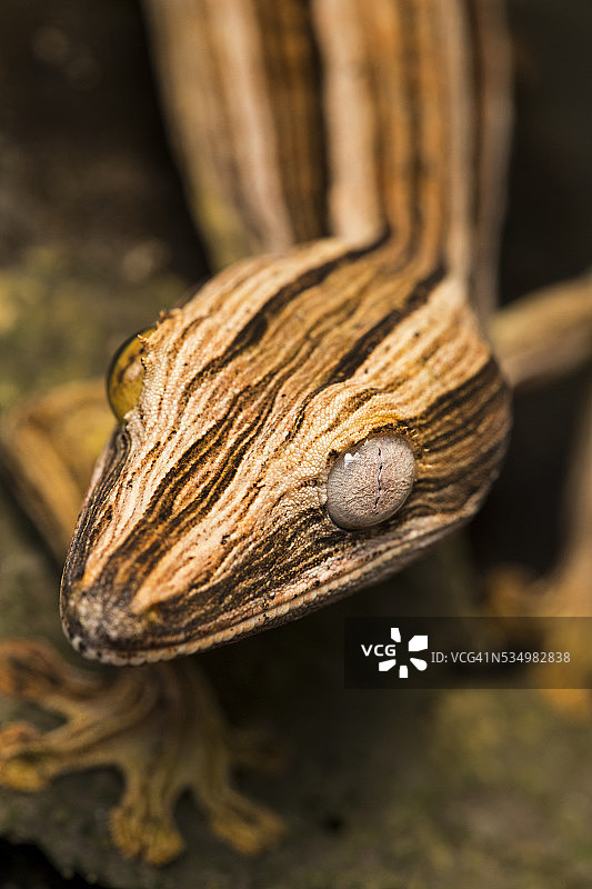 叶尾壁虎，马达加斯加图片素材