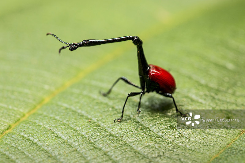 马达加斯长颈象鼻虫图片素材