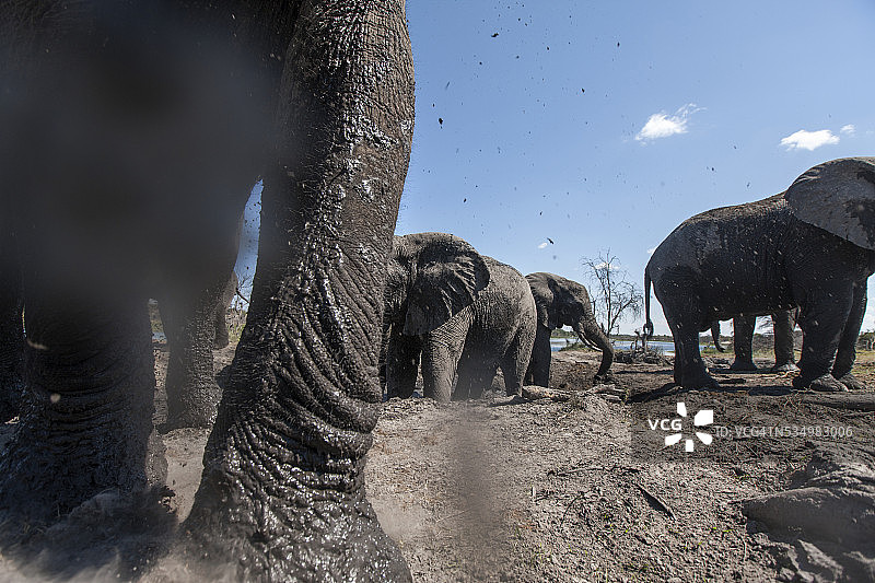 马卡迪卡迪盐沼国家公园的象群，博茨瓦纳图片素材