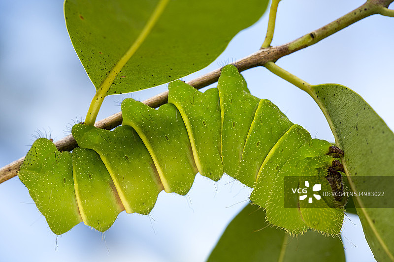 马达加斯加月亮蛾毛毛虫图片素材
