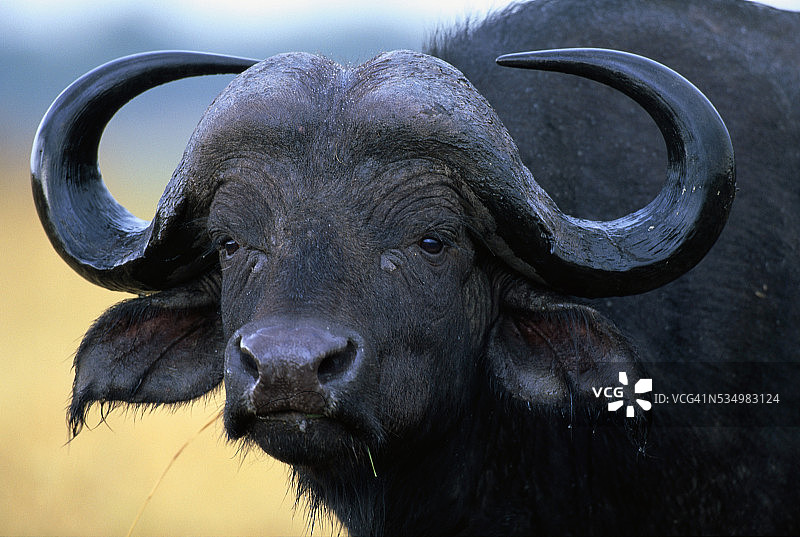 非洲水牛图片素材