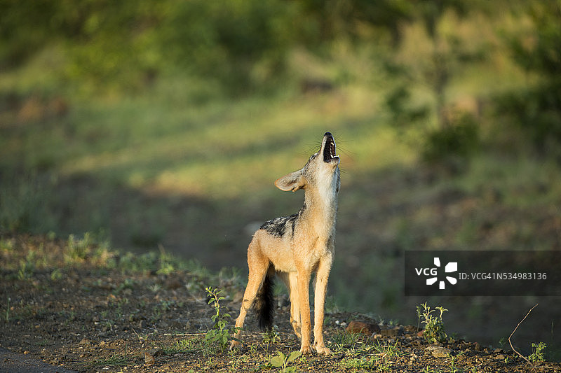黑背胡狼，摄于南非克鲁格国家公园图片素材