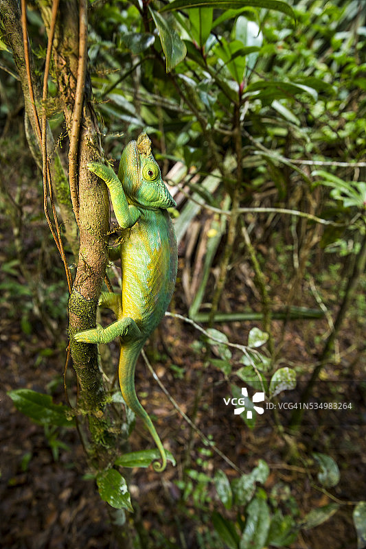 帕森氏变色龙，马达加斯加安达西贝-曼塔迪亚国家公园图片素材