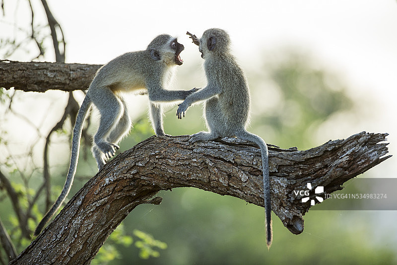 南非克鲁格国家公园里打架的长尾猴图片素材