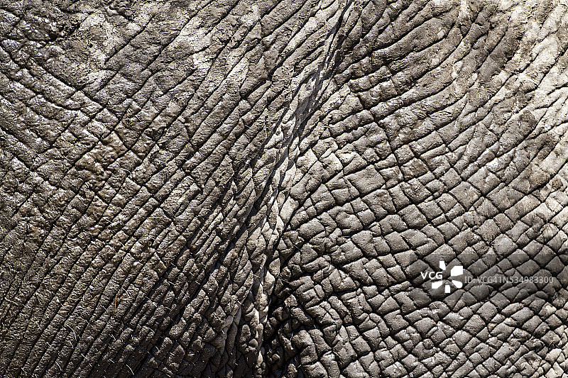 博茨瓦纳马卡迪卡迪盐沼国家公园的象皮图片素材