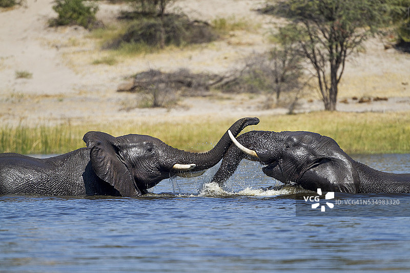 博茨瓦纳马卡迪卡迪盐沼国家公园里玩耍的公象图片素材