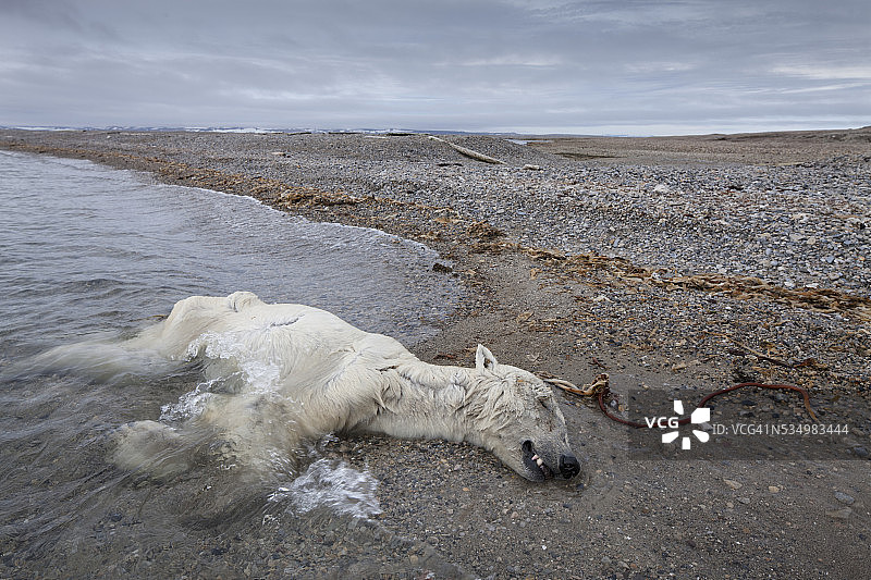 挪威斯瓦尔巴群岛的死亡北极熊图片素材