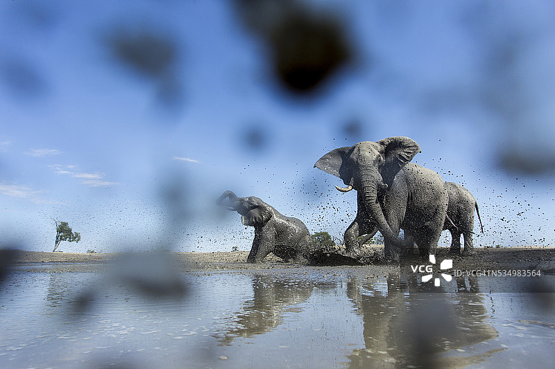 博茨瓦纳乔贝国家公园的非洲象图片素材
