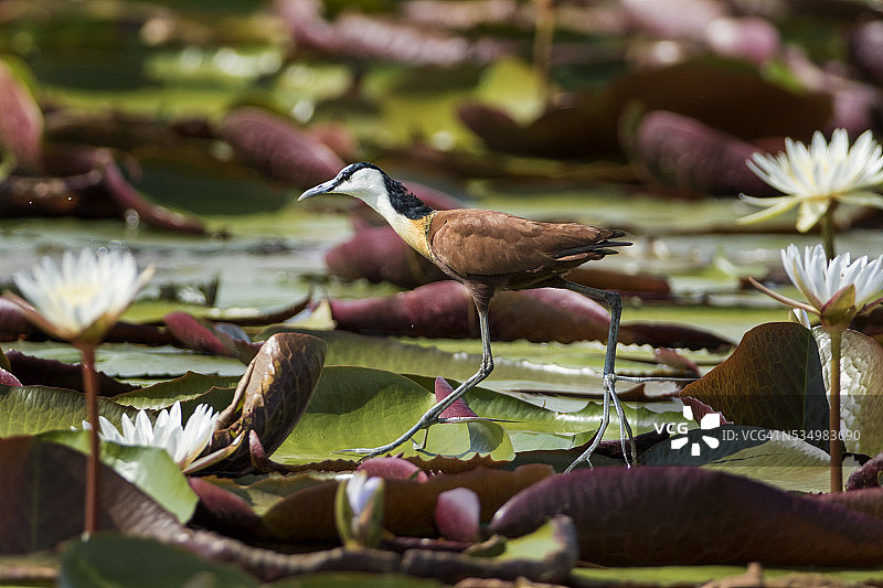 博茨瓦纳乔贝国家公园水雉与睡莲图片素材