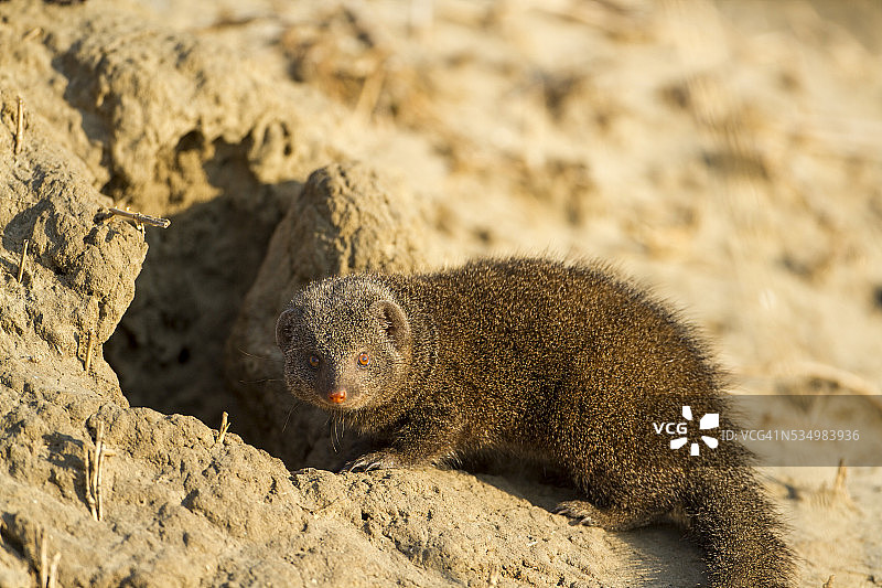 侏獴，博茨瓦纳乔贝国家公园图片素材