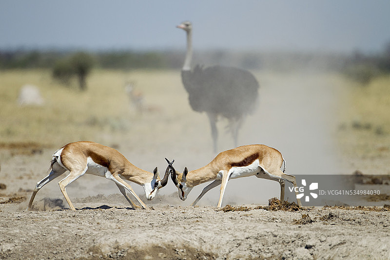 博茨瓦纳恩赛潘国家公园搏斗中的黑斑羚图片素材